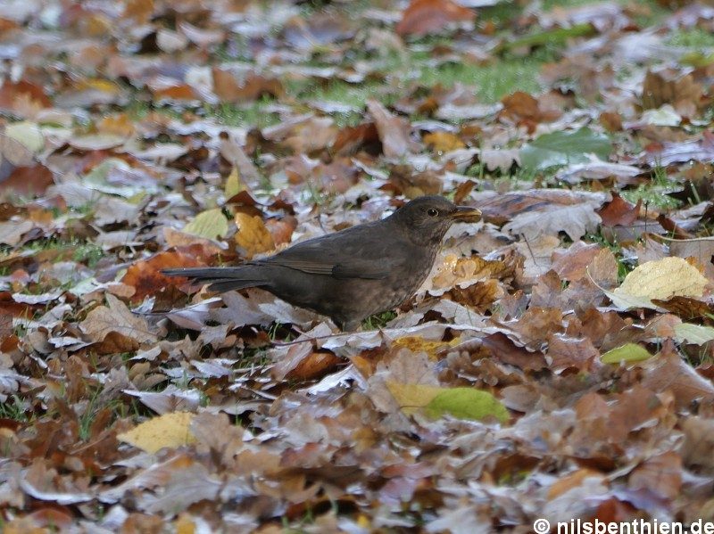 © 2021 – Warendorf, Emssee