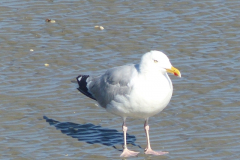 150081