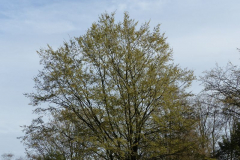 1900025